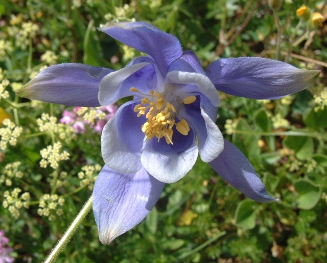 Aquilegia magellensis / Aquilegia magellense